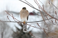 Coopers Hawk 3